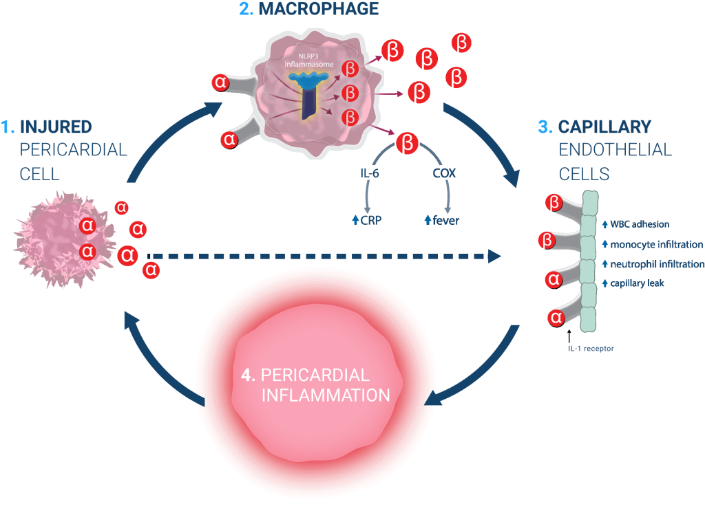 The cycle showing how recurrent pericarditis is driven by a self-perpetuating cycle of IL-1-meidated autoinflammation.